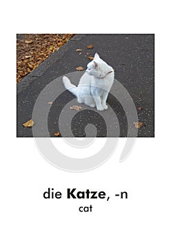 German word card: Katze (cat photo