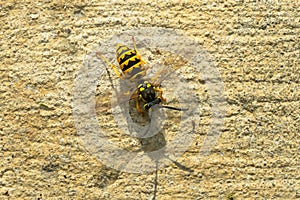 German Yellowjacket - Vespula germanica