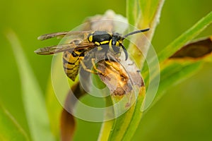 German Yellowjacket - Vespula germanica