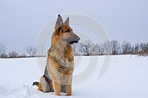 German young Shepherd dog performs the commands of the owner. German Shepherd sitting on the snow