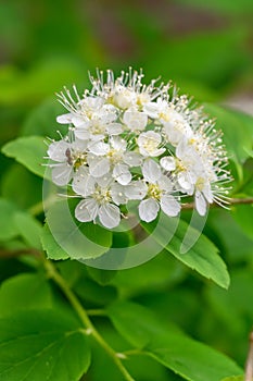Germander meadowsweet Spiraea chamaedryfolia, cluster of white flowers