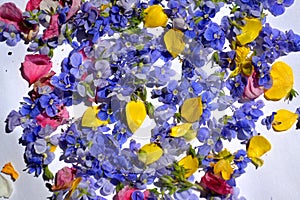 Germander speedwell also known as Veronica chamaedrys or bird`s eye speedwell or cat`s eye photo