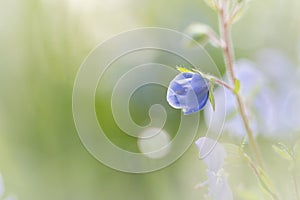 Germander speedwell flower (Veronica chamaedrys