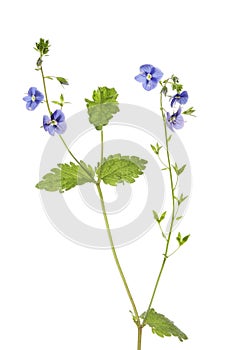 Germander Speedwell flowers and foliage photo