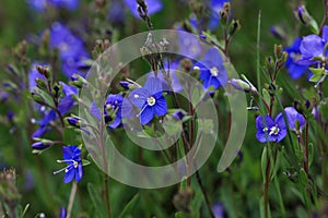 Germander Speedwell - Veronica Chamaedrys photo