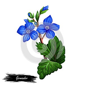 Germander Teucrium perennial plants in family Lamiaceae isolated digital art illustration. Germanders herb, shrubs and