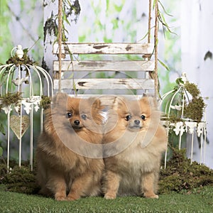 Germans spitz sitting