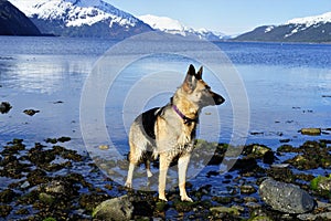 Germansheperd standing tall on the beach