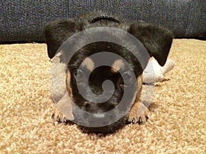 Germanshepherd puppy