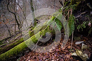 Autumn forest path and leaf beech orange