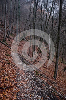 Autumn forest path and leaf beech orange