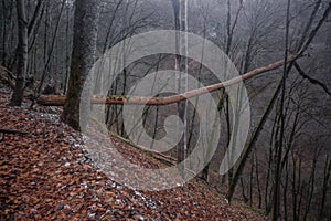 Autumn forest path and leaf beech orange