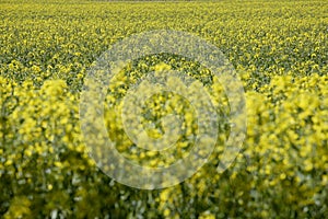 Germany, Bavaria, field (Brassica napus)