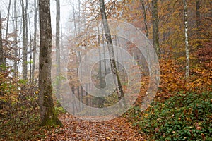 Germany, Berchtesgadener Land, autumn forest, fog