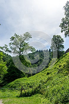 Germany, Burg Eltz Castle, a large green tree in a forest