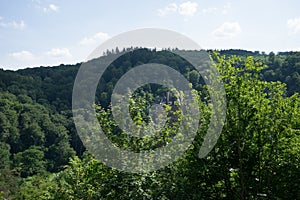 Germany, Burg Eltz Castle, a large tree in a forest