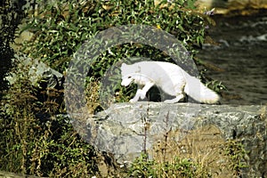 Germany, Gelsenkirchen, Zoom Erlebniswelt, Arctic fox