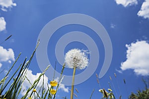 Germany, grasses and blowball in summer