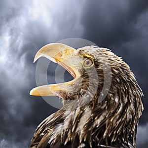 Germany, Hellenthal, Bald Eagle, close-up