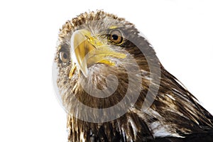 Germany, Hellenthal, Bald Eagle, close-up