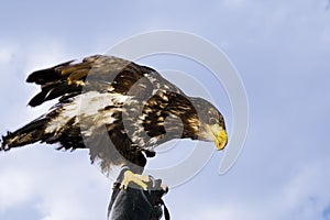 Germany, Hellenthal, Bald Eagle, close-up