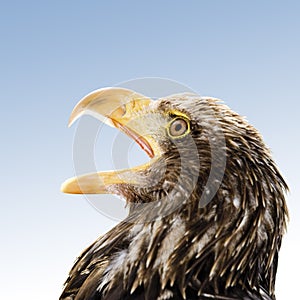 Germany, Hellenthal, Bald Eagle, close-up