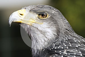 Germany, Hellenthal, Black-chested buzzard, close-up photo