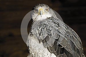 Germany, Hellenthal, Black-chested buzzard eagle