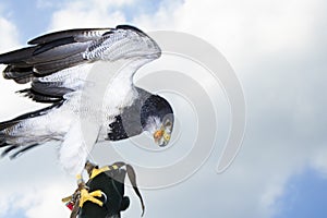 Germany, Hellenthal, Black-chested buzzard eagle photo