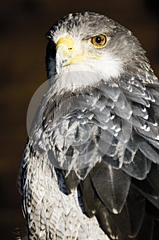 Germany, Hellenthal, Black-chested buzzard eagle