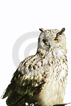 Germany, Hellenthal, Eagle Owl