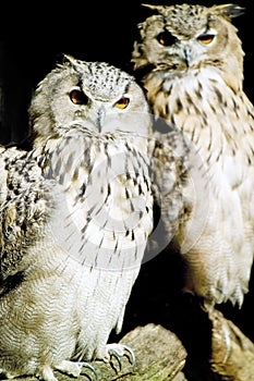 Germany, Hellenthal, Eagle Owls
