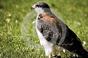 Germany, Hellenthal, Red-backed Hawk