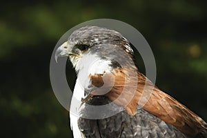 Germany, Hellenthal, Red-backed Hawk