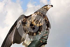 Germany, Hellenthal, White-tailed Eagle, close-up