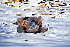 Nemecko, hroch v zoologická záhrada 