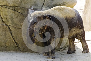 Germany, KÃ¶ln, Asian Elefant in zoo