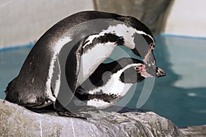 Germany, KÃ¶ln, Humboldt Penguins in zoo