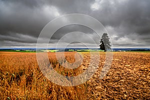 Germany landscape, field and single tree