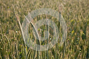 Germany, North Rhine-Westphalia, barley field, spikes