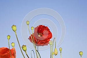 Germany, Poppies, blue sky, copy space