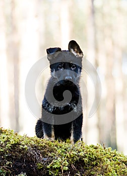 Germany Sheep-dog puppy