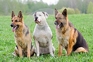 Germany shepherds and American bulldog