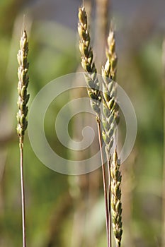 Germany, Spelt, close up