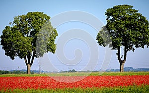 Germany, spring landscape with impressive bloom of poppies