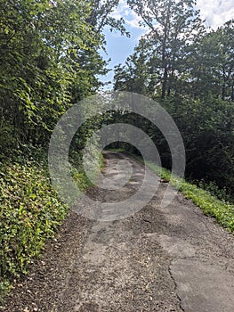 Germanys Wild Forest