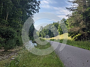 Germanys wild Forest