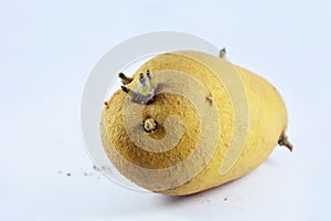 germinant potato on the white background