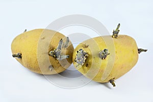 germinant potato on the white background