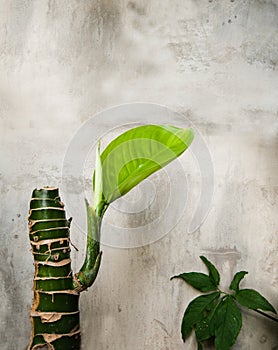 Germinate of Dieffenbachia plant with cement wall